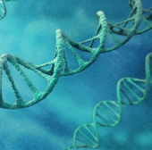 The ancestor cannot be identified by DNA testing