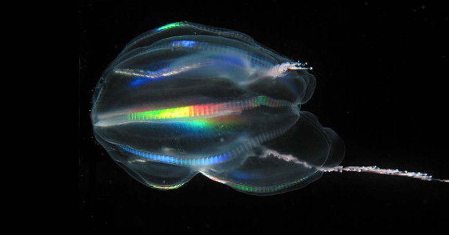 The ancestors of all animals today are an unexpected species