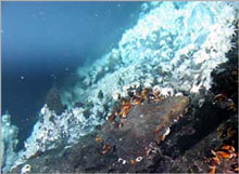The ancestors of bacteria used to live in the deep sea