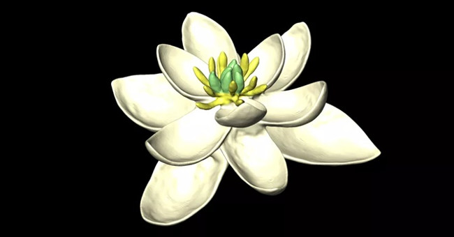 The ancestors of flowers are bisexual plants