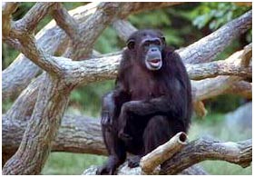 The ancestors of humankind learned to stand from trees