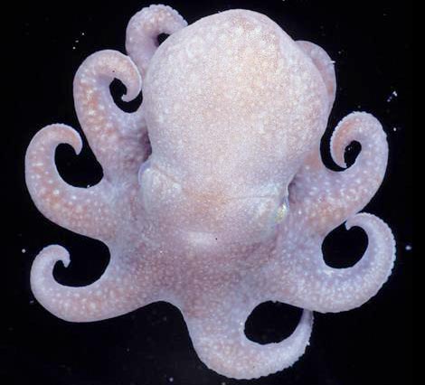 The ancestors of octopus are still alive