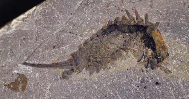 The ancient sea monster tore the prey with its sharp head