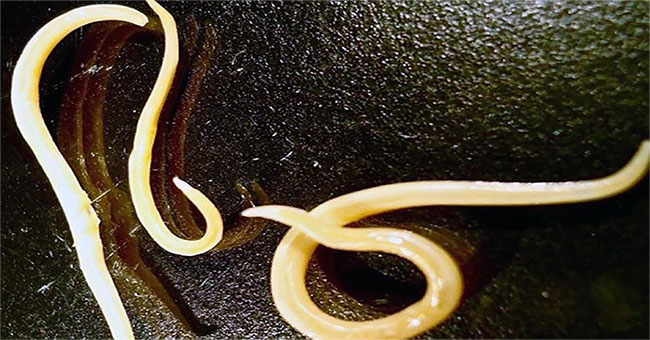 The ancient Siberian creature revived, operating after 42,000 years of freezing