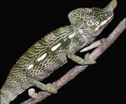 The animal sets a record of living fast, dying young