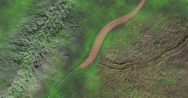 The animal with 50 living parts 550 million years ago could decipher the secret of life
