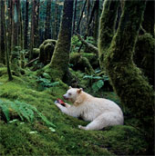 The animal world is white