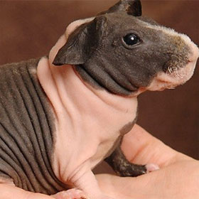 The animals 'baldness' are both cute and funny