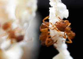 The ant ants all