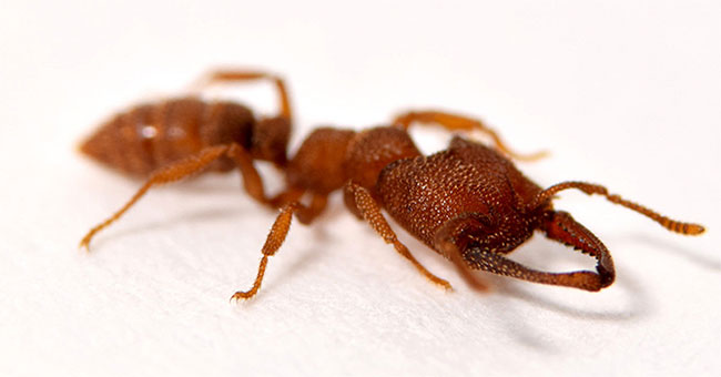 The ant species has a function