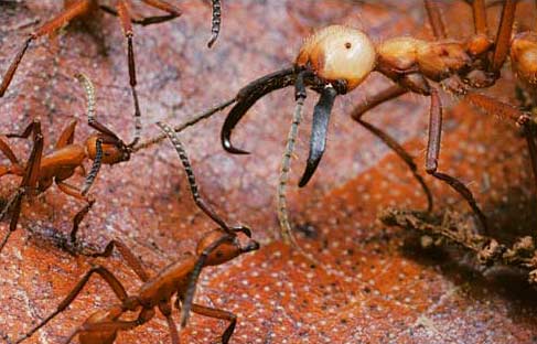The ant warrior
