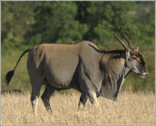 The antelope exhibits strength through the knee
