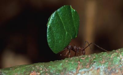 The ants and their gardens work against invaders