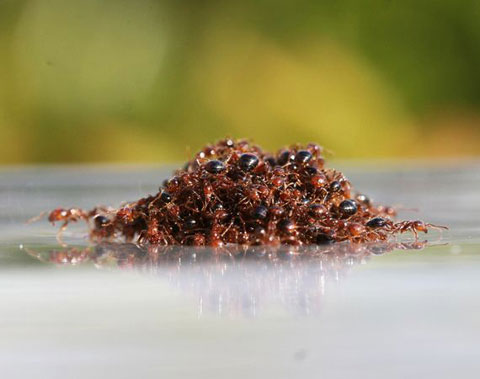 The ants build rafts on the water
