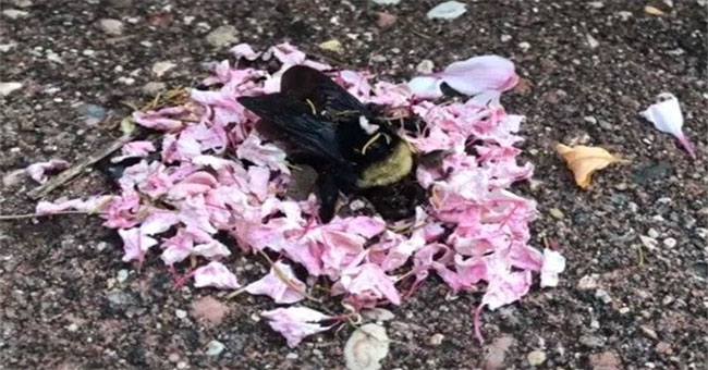 The ants carry petals that cover the honey bee's body