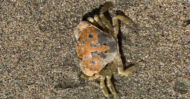 The appearance of crab is commensurate with the living environment