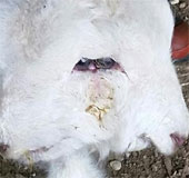 The appearance of sheep has two sides in New Zealand
