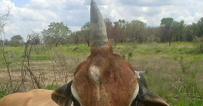 The appearance of unicorns caused a stir because it was too different