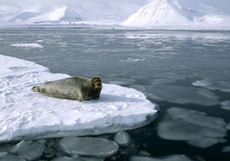 The Arctic lost three times as much ice as Belgium every day