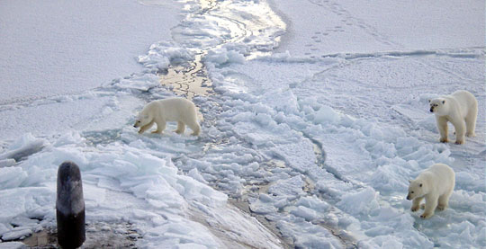 The Arctic melted, making the winter colder