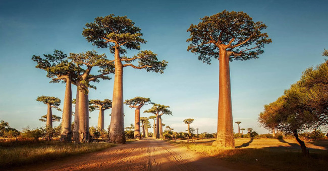 The area of ​​forest covering more than 9% of the Earth, do you believe it?