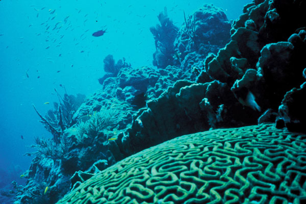 The area of ​​global coral is shrinking too fast