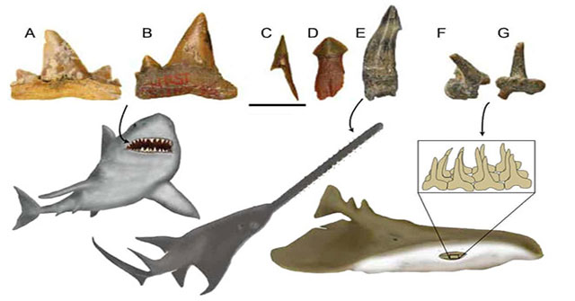 The arid Sahara desert used to be the place where the largest marine creatures lived
