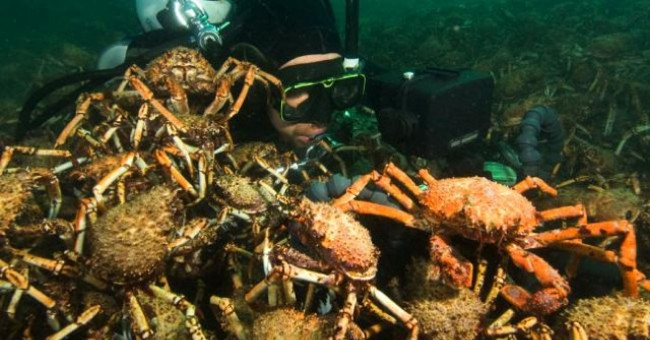 The army of spider crabs tore octopus under the sea
