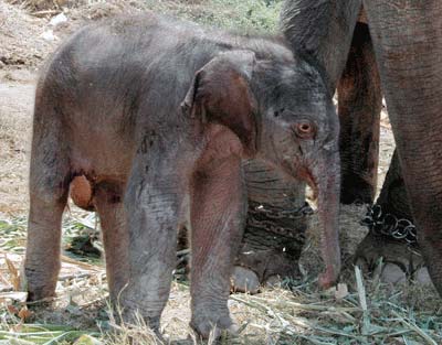 The artificial insemination elephant gave birth