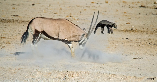 The attack on the antelope is 20 times larger, the molasses is knocked flying