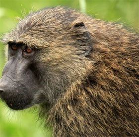The baboon knows how to count