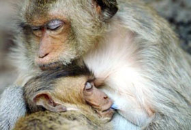 The baboon monkey is the same as the human
