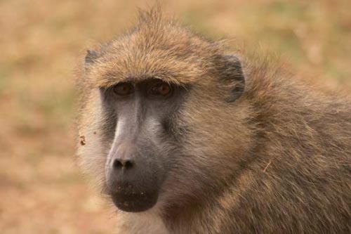 The baboon, 'the baby rooster'