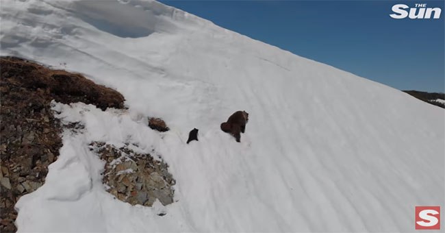 The baby bear climbs the tall snow mountain causing a storm