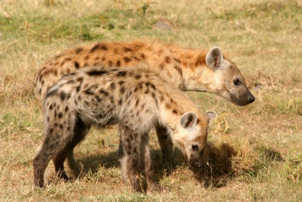 The baby hyena inherits the mother's social position