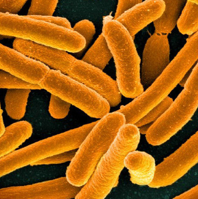 The bacteria can spread the gene