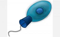 The basis of communication between cells within the choanoflagellate