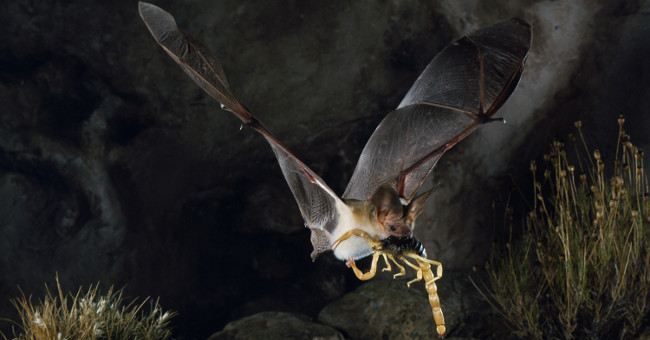 The bat species has the most exclusive scorpion network in America