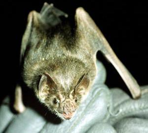 The bat's breath reveals the uniformity of the latest victim of the Devil's Bat