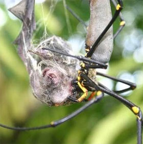 The battle between spiders and bats