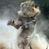The battle between wild boar and lion through photos