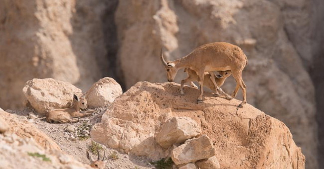 The battle for the horns of the Nubia chamois