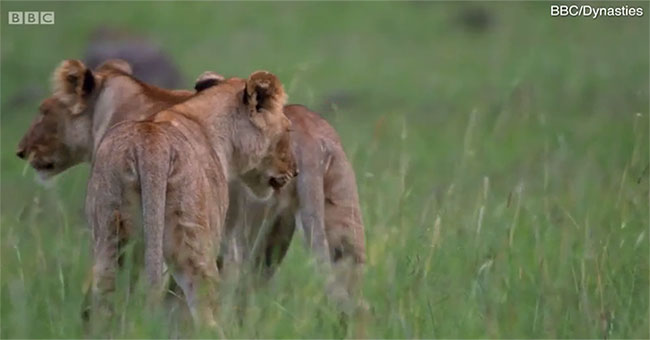 The BBC was deeply touched by the moment of farewell to the female lion's poisoned child