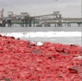 The beach turns red because of shrimp body