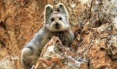The bear face rabbits re-exported after 20 years