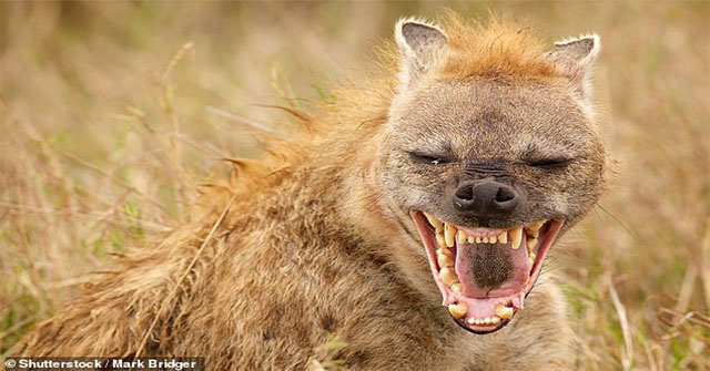 The 'beast' mystery wanders around the world with other humans