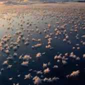 The beautiful snow flower blooms in the Arctic Ocean