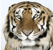The beauty of Asia 's lord of the jungle in feather colors