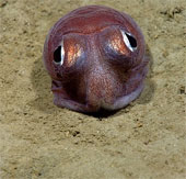 The beauty of creatures on the ocean floor