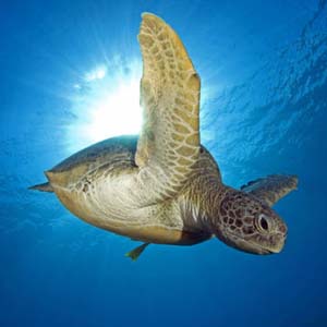 The beauty of deep-sea animals